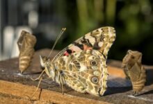 financial process transformation strategies