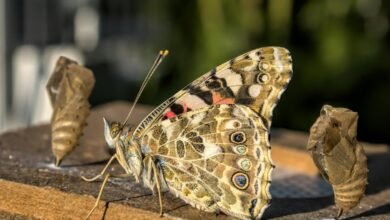 financial process transformation strategies